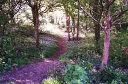 Ancient Woodland  of Tips Copse   CNV00111