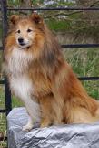 Display Dog ASH Display Dog ASH