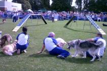 Stubbington Fayre Dogs arena AUGUST 2011 046 Stubbington Fayre Dogs arena AUGUST 2011 046