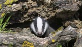 badger B  460x276