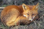 red-fox-sleeping