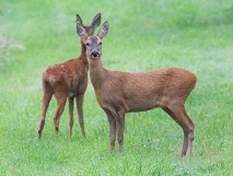 roe deer